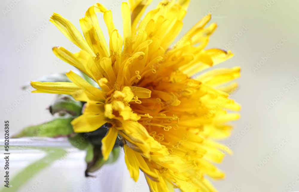 Yellow dandelion flower close up in the sun on a bright spring day. Selective focus. Yellow dandelion flower close up in the sun on a bright spring day. Selective focus.