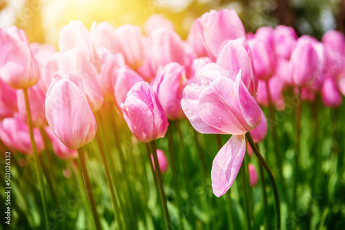 Pink tulip flowers