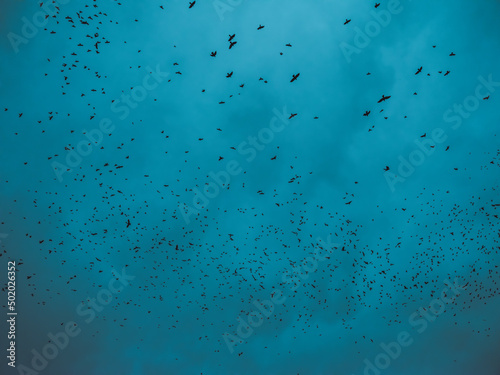 flock of birds silhouette, bottom view