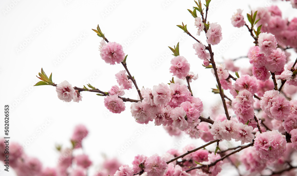 Pink sakura blossom, spring nature.