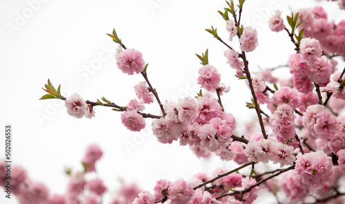 Pink sakura blossom, spring nature. © Prikhodko