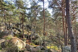 Forêt avec rochers.