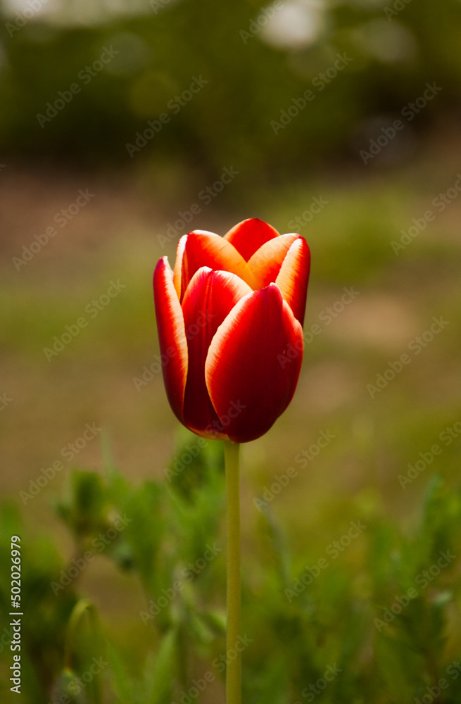 Obraz premium Tulips