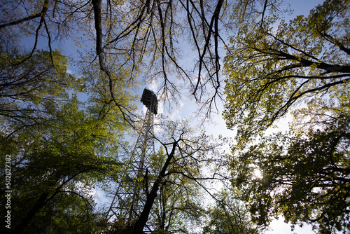View of the stadium lights through the tree branches