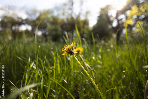 dandelions in the grass
