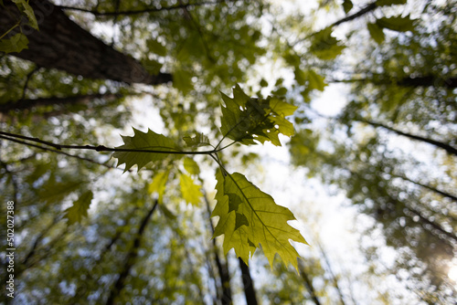 leaves in the forest 