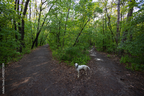 English setter dog walking in the forest