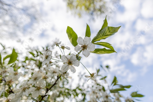 Close up of blossoming tree in spring