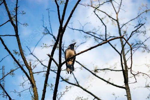 Crow bird on a branch