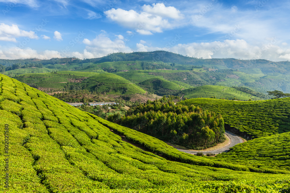 India nature background - Green tea plantations with road in Munnar, Kerala, India