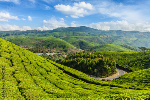 India nature background - Green tea plantations with road in Munnar, Kerala, India