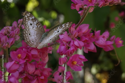Natureza