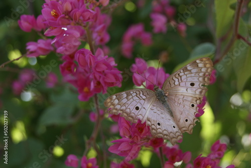 Natureza