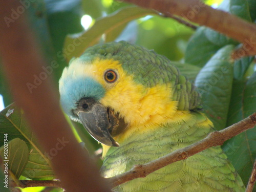 Papagaio