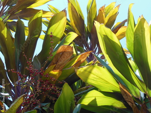 Natureza