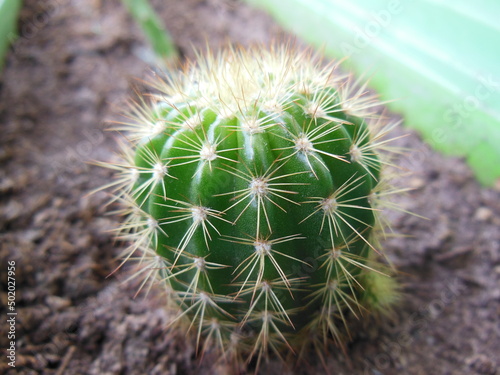 Plantas