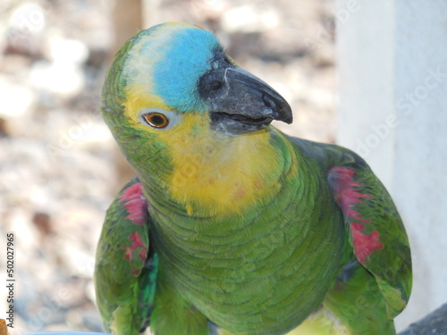 Papagaio