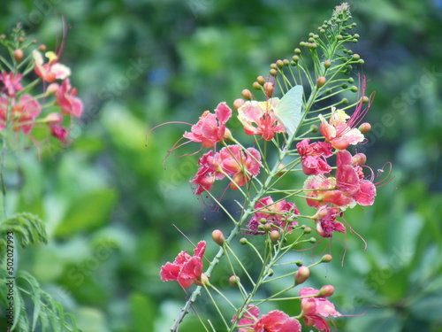 Natureza