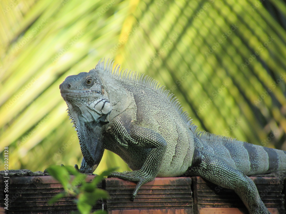 Obraz premium Iguana