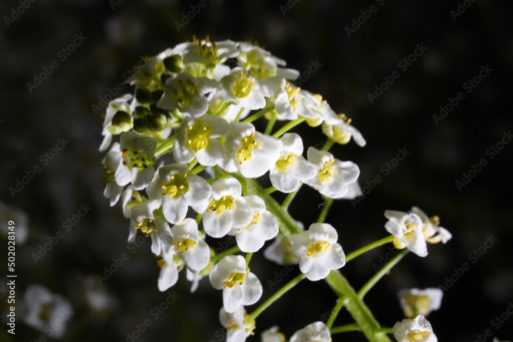  Lobularia 