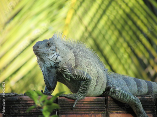 Iguana