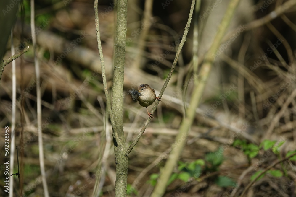 Eurasian wren (Troglodytes troglodytes) with nest building material in beak Eurasian wren (Troglodytes troglodytes) with nest building material in beak