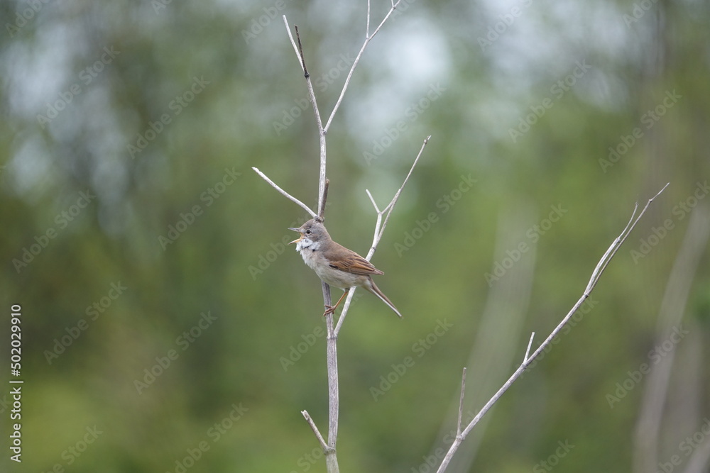 common whitethroat (Sylvia communis) singing from a favourite perch common whitethroat (Sylvia communis) singing from a favourite perch