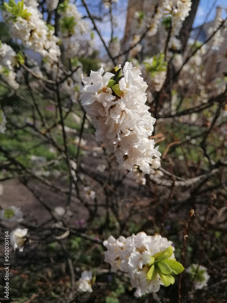 A rare unusual flowering Daphne bush with a strong pleasant smell . The first spring blooming flowers. Desktop Wallpapers A rare unusual flowering Daphne bush with a strong pleasant smell . The first spring blooming flowers. Desktop Wallpapers