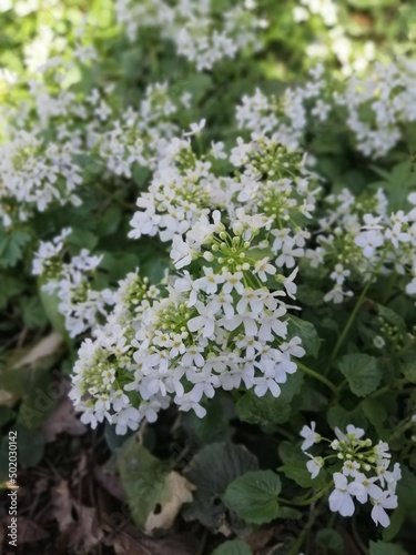 Delicate white flower inflorescences . The first spring blooming flowers. Sunny garden.Desktop Wallpapers