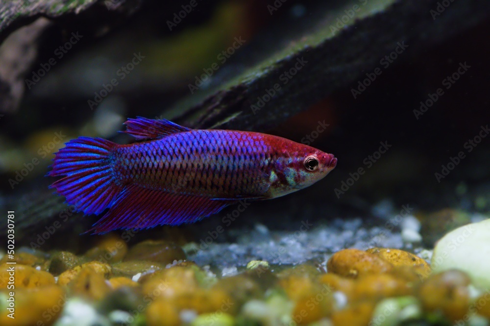 Pięknie wybarwiona samica bojownika wspaniałego (betta splendens) o opalizującej niebieskiej łusce, czerwonym karku i akcentach Pięknie wybarwiona samica bojownika wspaniałego (betta splendens) o opalizującej niebieskiej łusce, czerwonym karku i akcentach