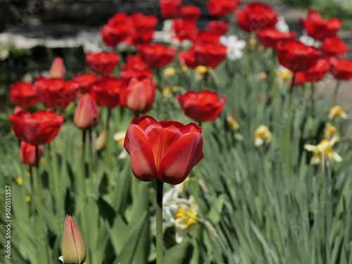 red and yellow tulips © Василь Федорів