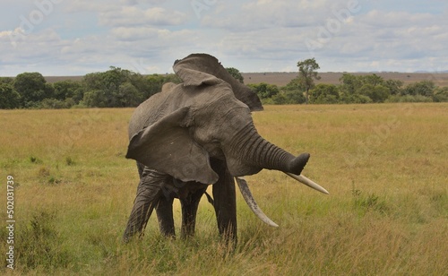 african elephant shaking its head and ears in the wild savannah of the masai mara, kenya, with sky in the background