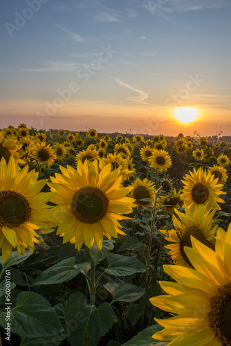 Yellow sunflower field landscape at sunset in rural Norfolk UK