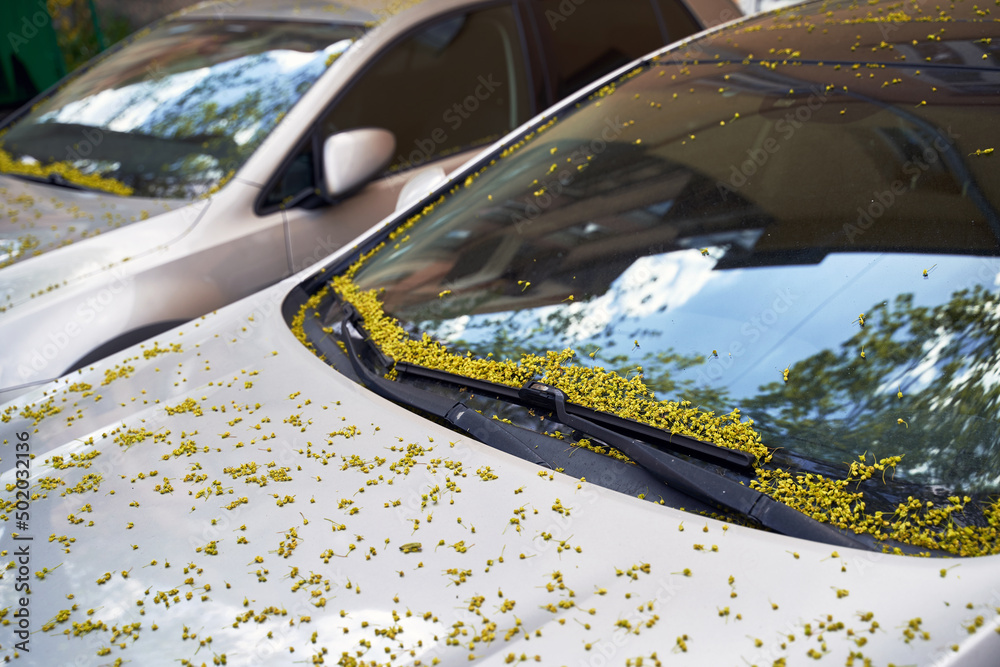 Car windscreen and wiper blade covered with small maple tree flowers in spring