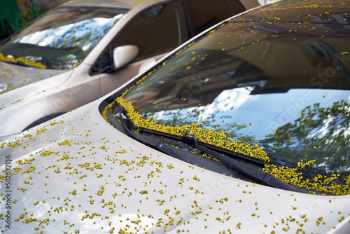 Car windscreen and wiper blade covered with small maple tree flowers in spring
