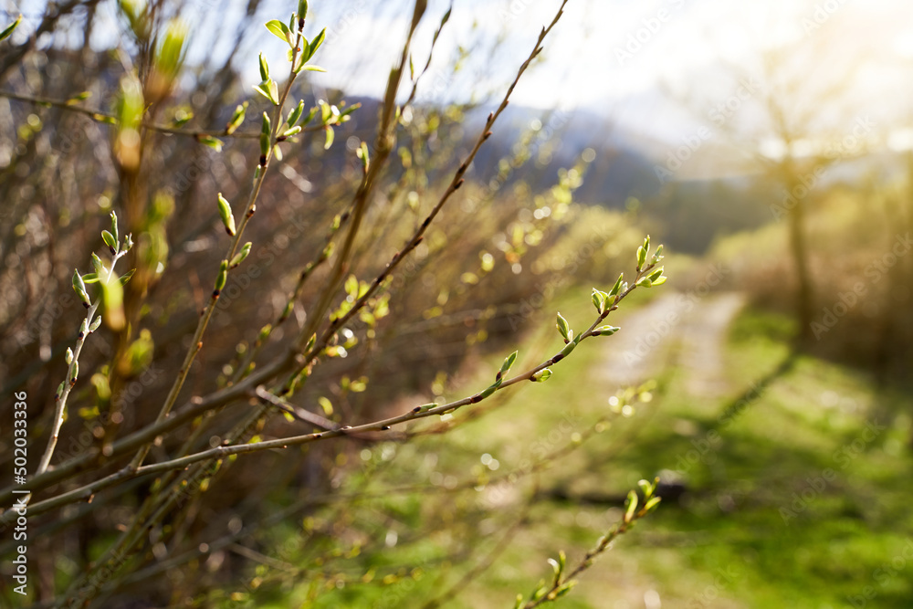 Young willow trees by a rural road on a sunny day in springtime background
