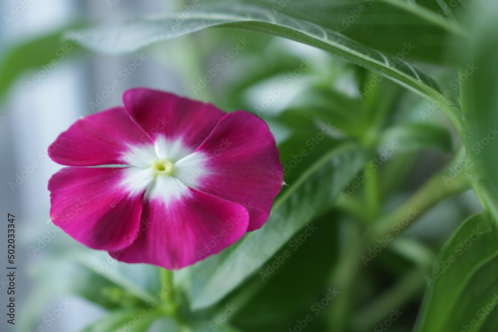the bud of the house flower is purple