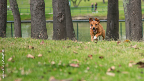 dog running and playing in the green meadows of the park