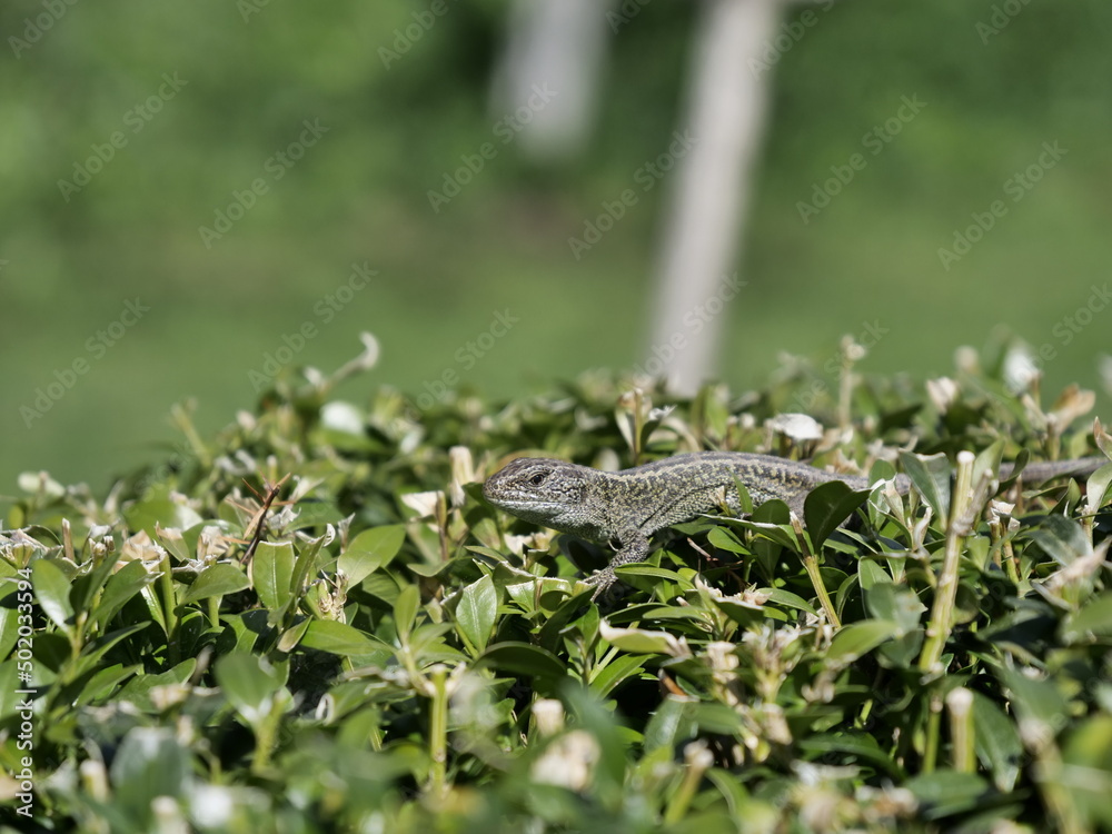 Obraz premium lizard on the grass