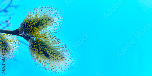 Branch of blossoming willow on a background of blue sky-facebook cover photos facebook