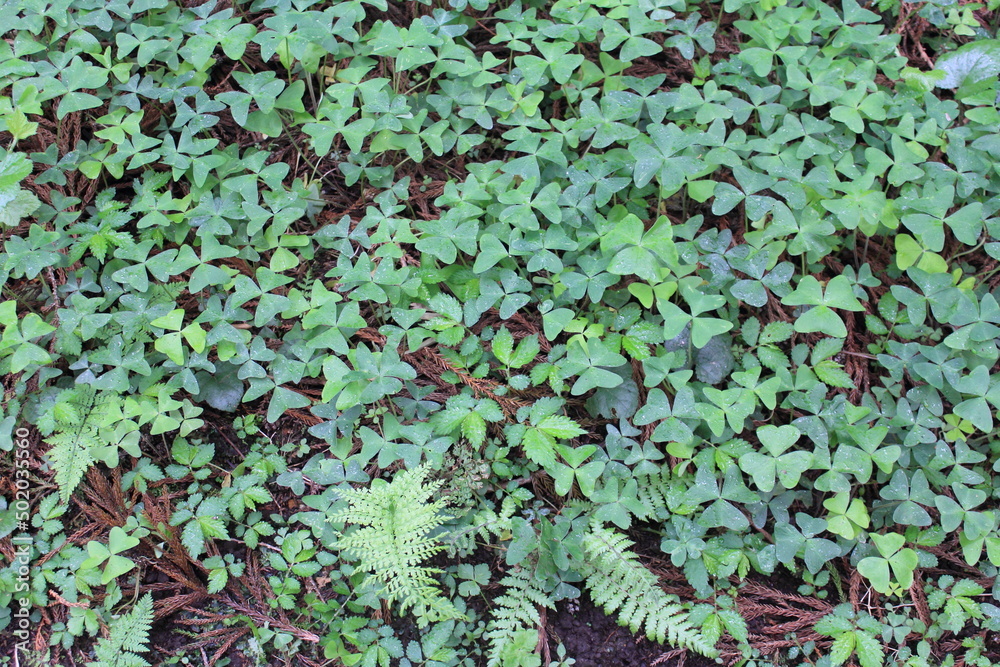 森の中に自生する野草や木 森の中に自生する野草や木