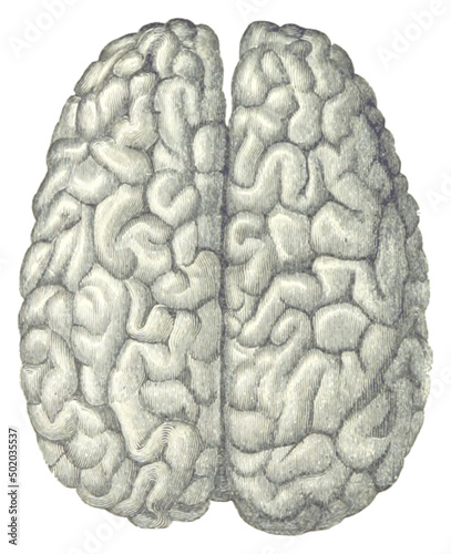 brain historic drawing 