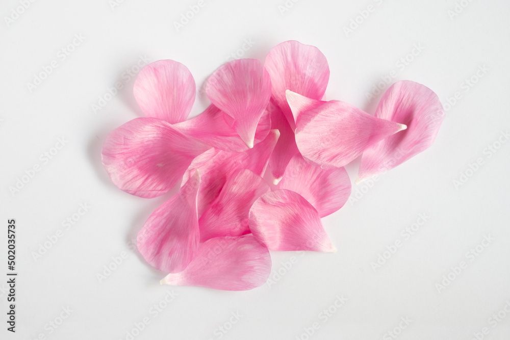 ラナンキュラスの花びら ラナンキュラスの花びら
