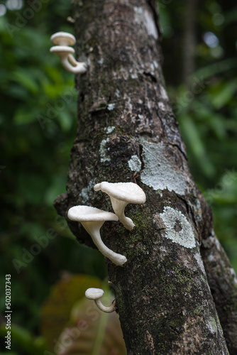 tree in the forest