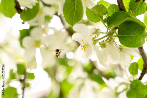 A flying honey bee pollinating apple blossoms. Selected focus.