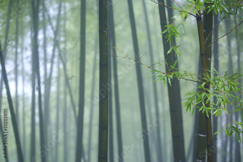 Green bamboos photo
