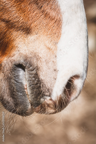 Pferdenase © Petra Fischer