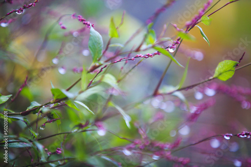 The rain on the colorful plant