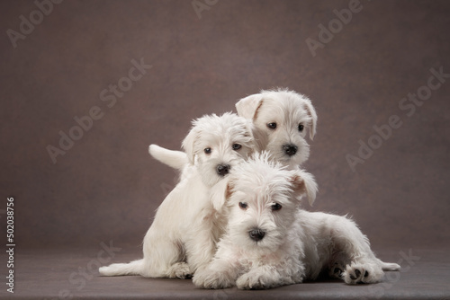 three puppies white schnauzer on a brown background. Cute dog portrait