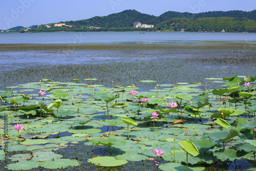 lotus in Dongqian lake wetland of mashan photo